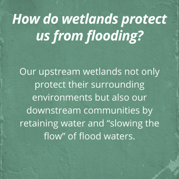 5 Most Critical Wetland Areas: Our solution to flooding has always been ...